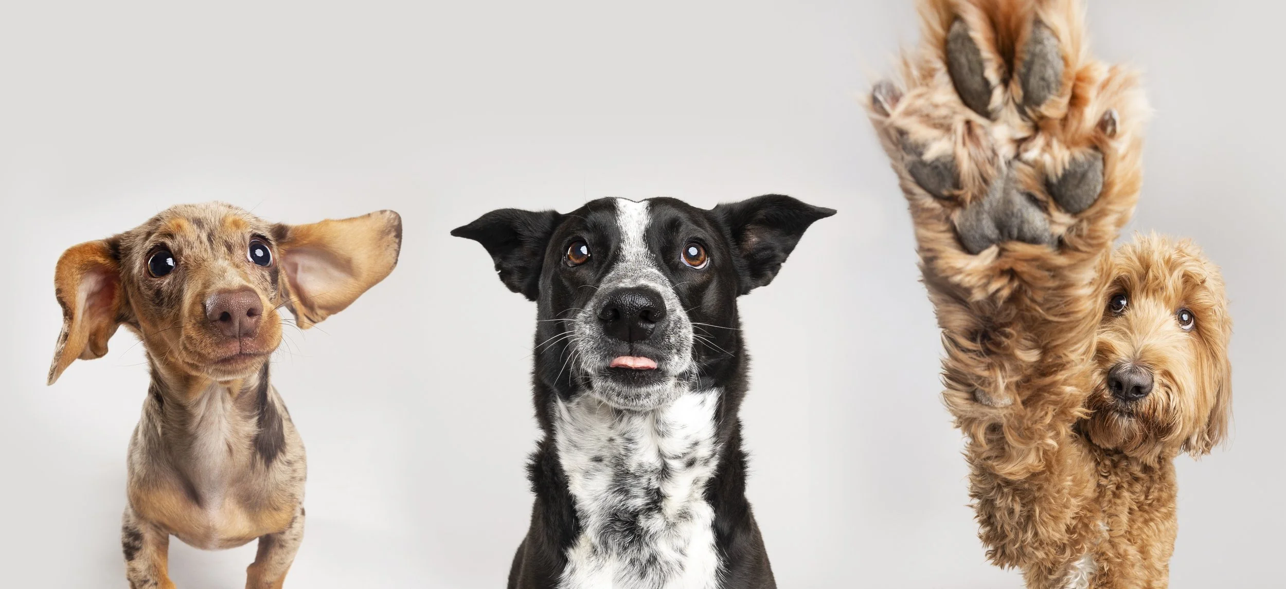 Sarah McGraw Photography | Phoenix, AZ Dog and Pet Photographer